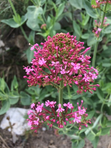 valeriana — Bild 4