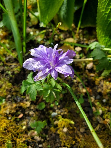 Anemone dei Balcani — Bild 4