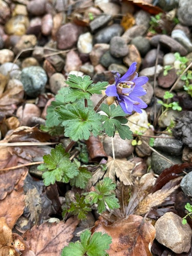 Anemone dei Balcani — Bild 5