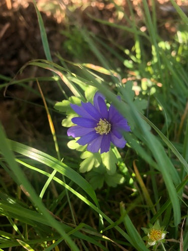 Anemone dei Balcani — Bild 3