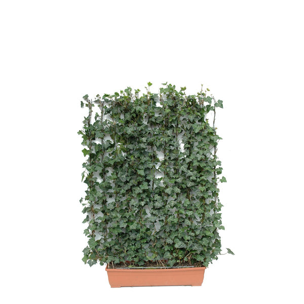 Siepe pronta per balcone: edera – Edera a foglia verde