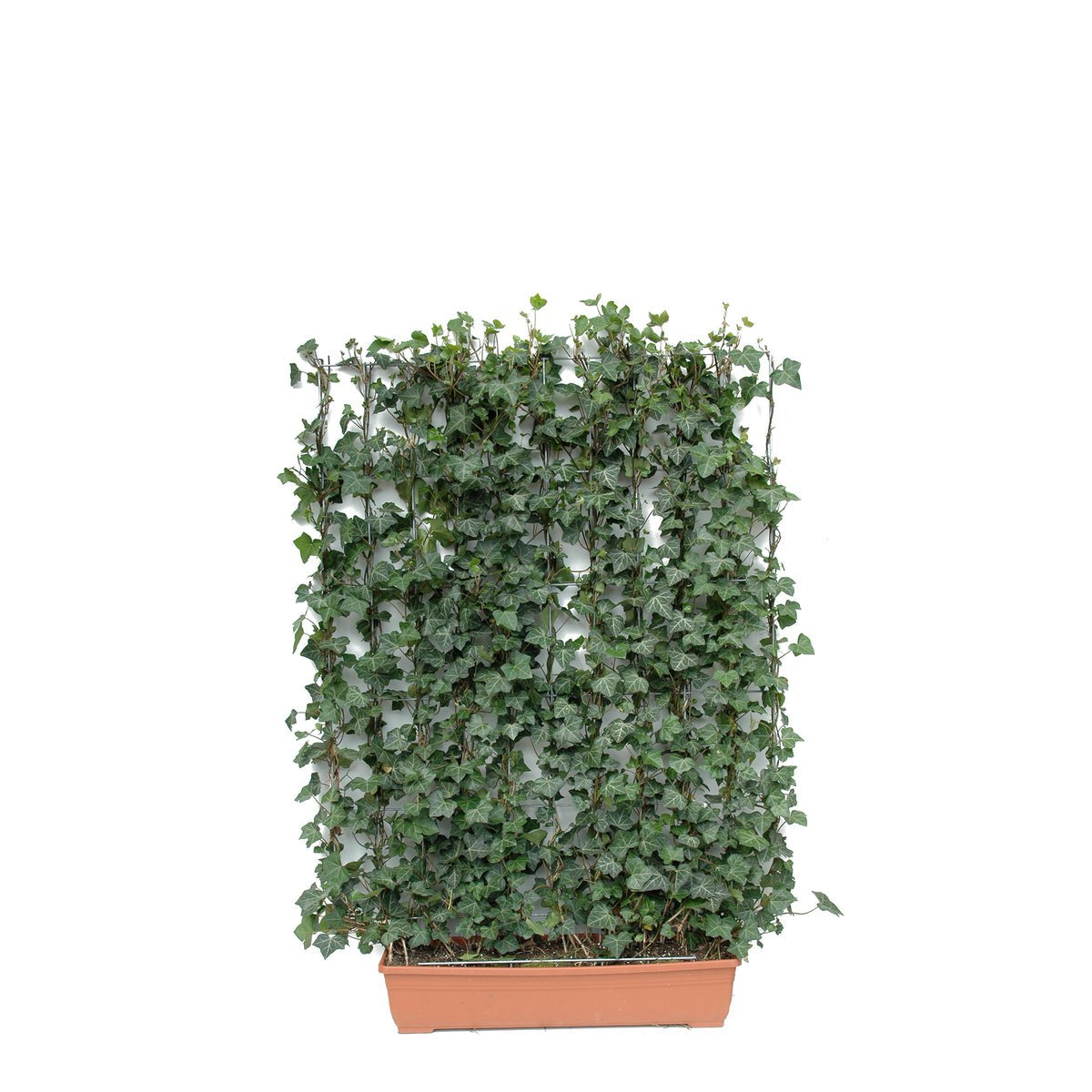 Novità Silberkraft