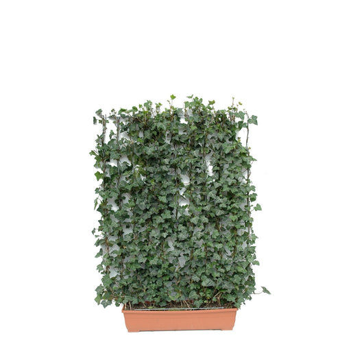 Siepe pronta per balcone: edera – Edera a foglia verde