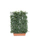 Siepe pronta per balcone: edera – Edera a foglia verde
