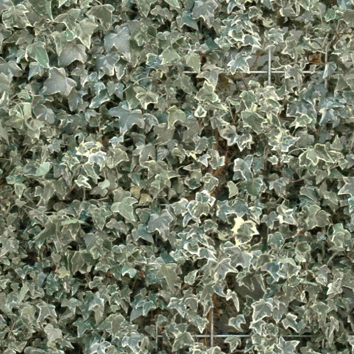 Siepe pronta per balcone: edera – dettaglio e in giardino