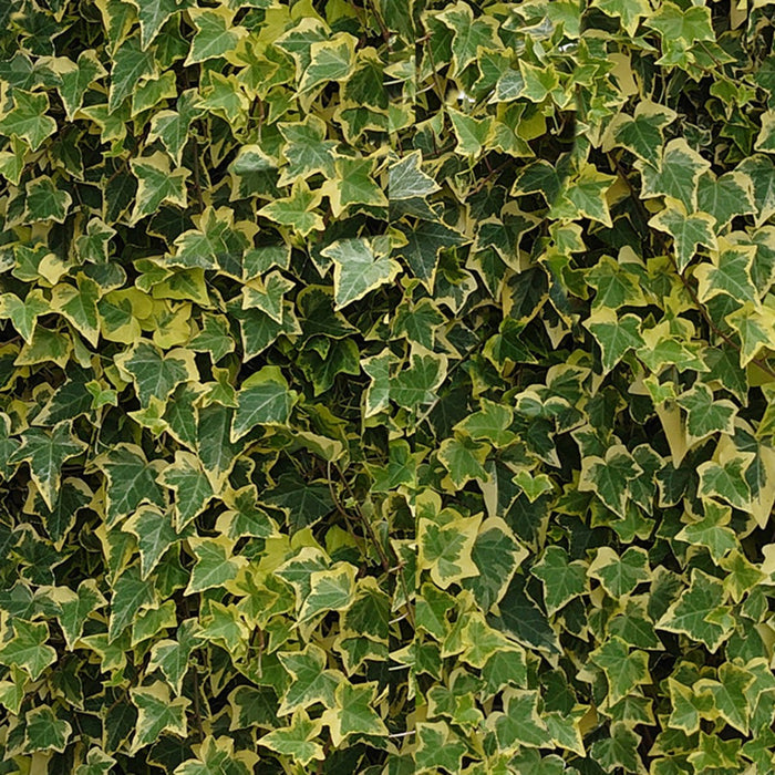 Siepe pronta per balcone: edera – dettaglio e in giardino