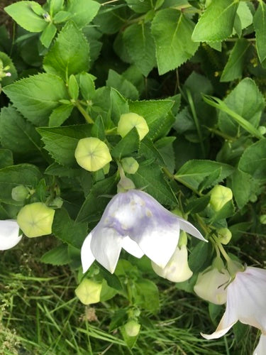Fiore di palloncino — Bild 1