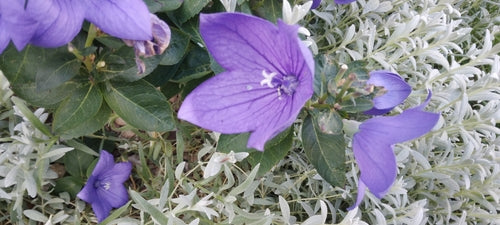 Fiore di palloncino — Bild 4