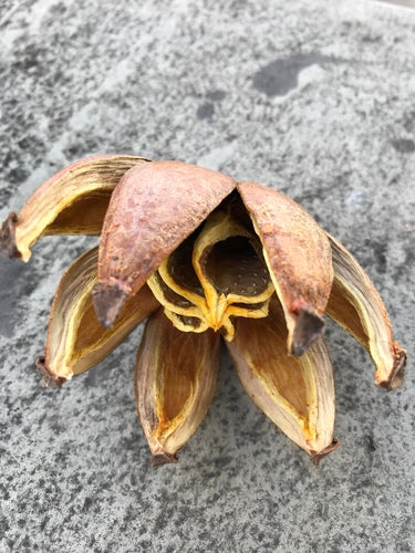 Mela balsamica — Bild 2