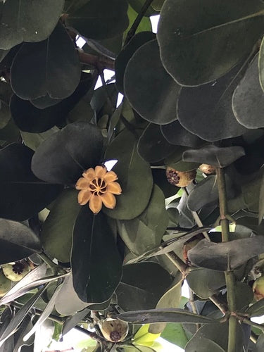 Mela balsamica — Bild 3