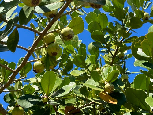 Mela balsamica — Bild 5