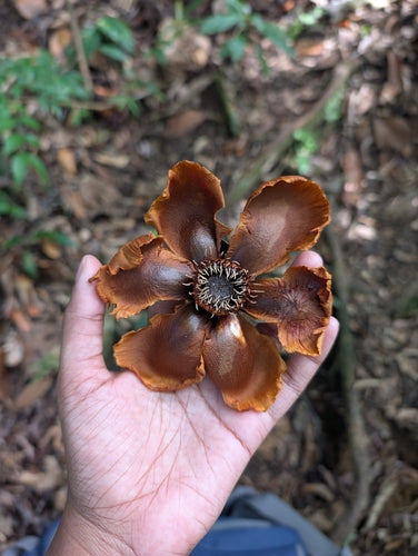 Mela balsamica — Bild 4