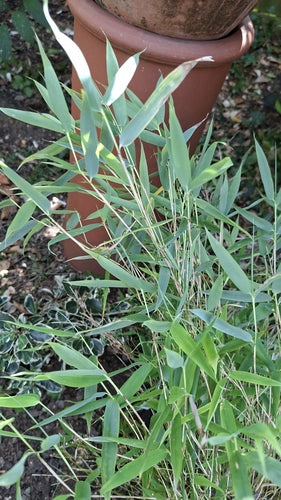 bambù — foto 5 di 7