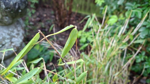 bambù — foto 3 di 7