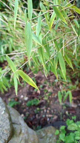 bambù — foto 2 di 7