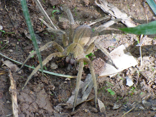 Ragno di banane — Bild 5