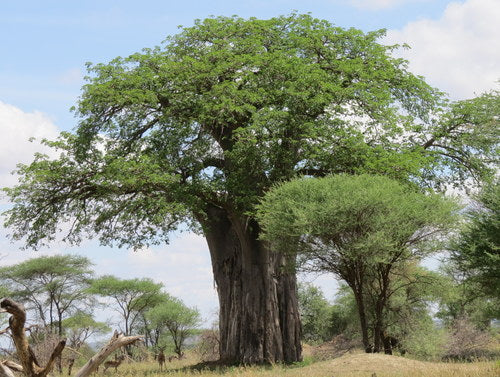 baobab — foto 5 di 8