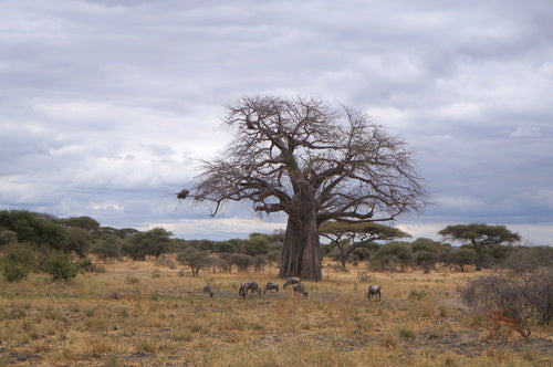 baobab — foto 3 di 8
