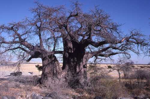 baobab — foto 2 di 8
