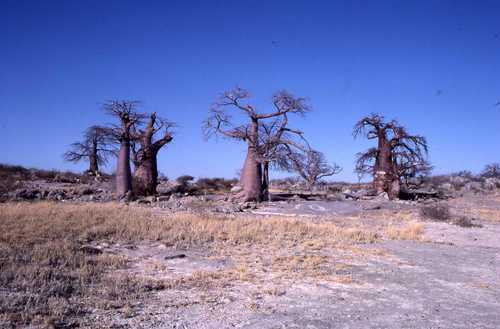 baobab — foto 1 di 8