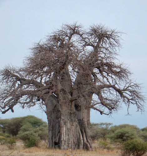 baobab — foto 4 di 8