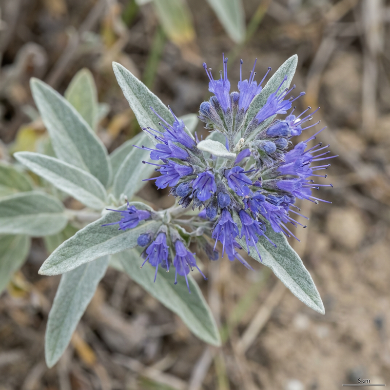 Fiore di barba