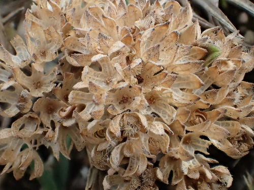 Fiore di barba — Bild 5
