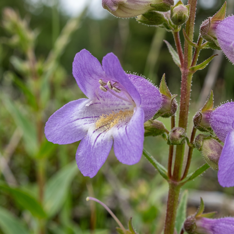 Filo da barba (Penstemon), illustrazione IA