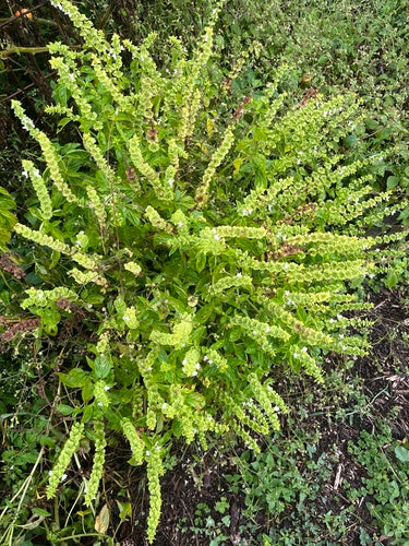 basilico — Bild 5