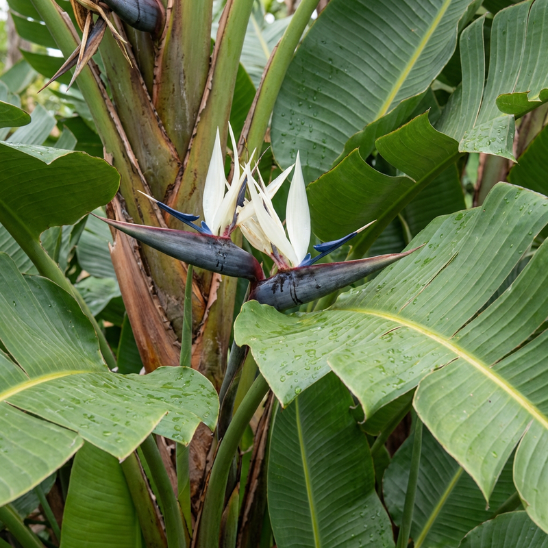 Strelitzia dell'albero