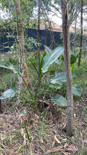 Strelitzia dell'albero — Bild 2