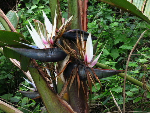 Strelitzia dell'albero — Bild 5
