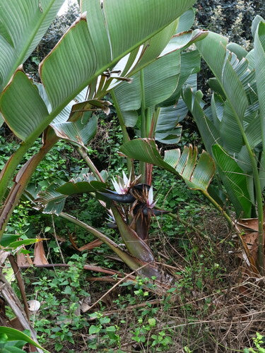 Strelitzia dell'albero — Bild 4
