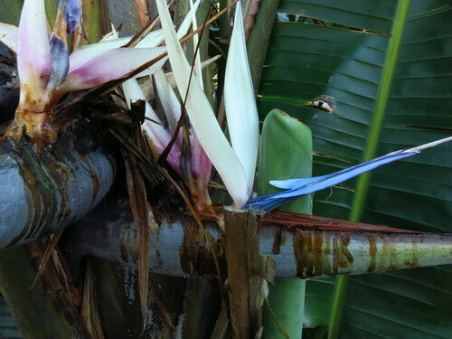 Strelitzia dell'albero — Bild 3