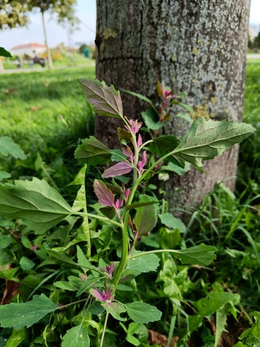 Spinaci dell'albero — foto 5 di 8