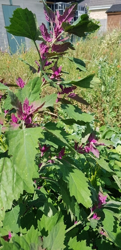 Spinaci dell'albero — foto 4 di 8