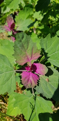 Spinaci dell'albero — Bild 5
