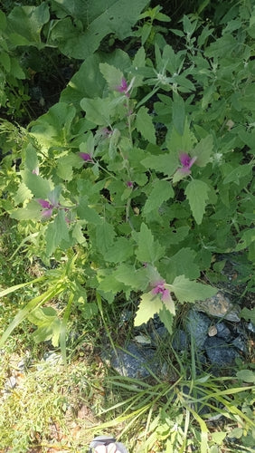 Spinaci dell'albero — Bild 2
