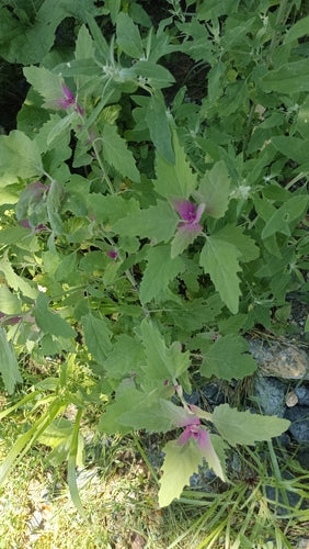 Spinaci dell'albero — Bild 1