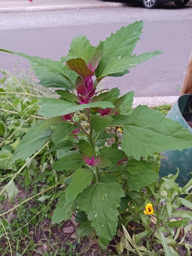 Spinaci dell'albero — Bild 3