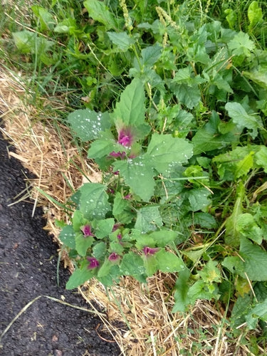 Spinaci dell'albero — Bild 4