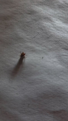 Scarabeo palla