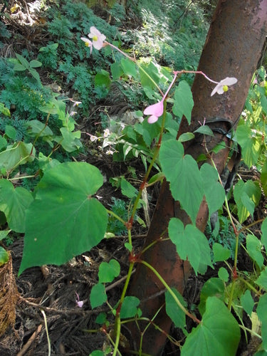 Begonie — Bild 5