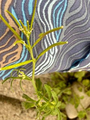 Erbaschiuma pelosa — Bild 5