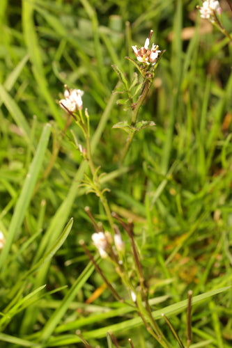 Erbaschiuma pelosa — Bild 2