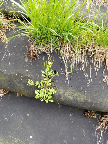Erbaschiuma pelosa — Bild 3
