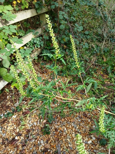 Artemisia — Bild 2