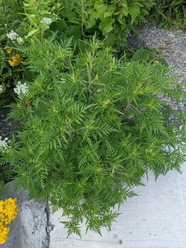 Artemisia — Bild 5