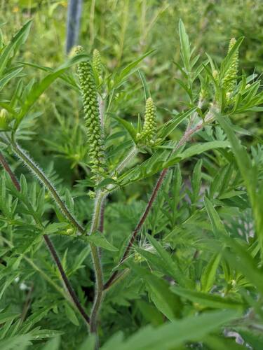 Artemisia — Bild 4