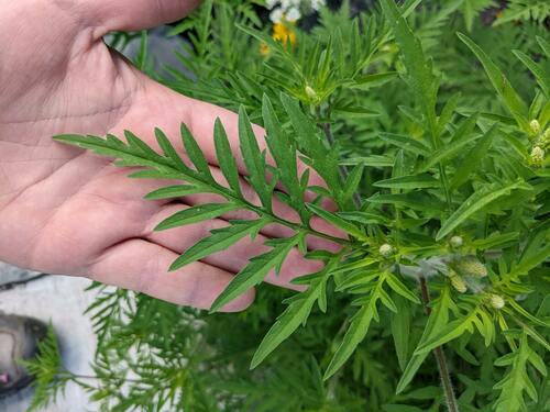 Artemisia — Bild 3